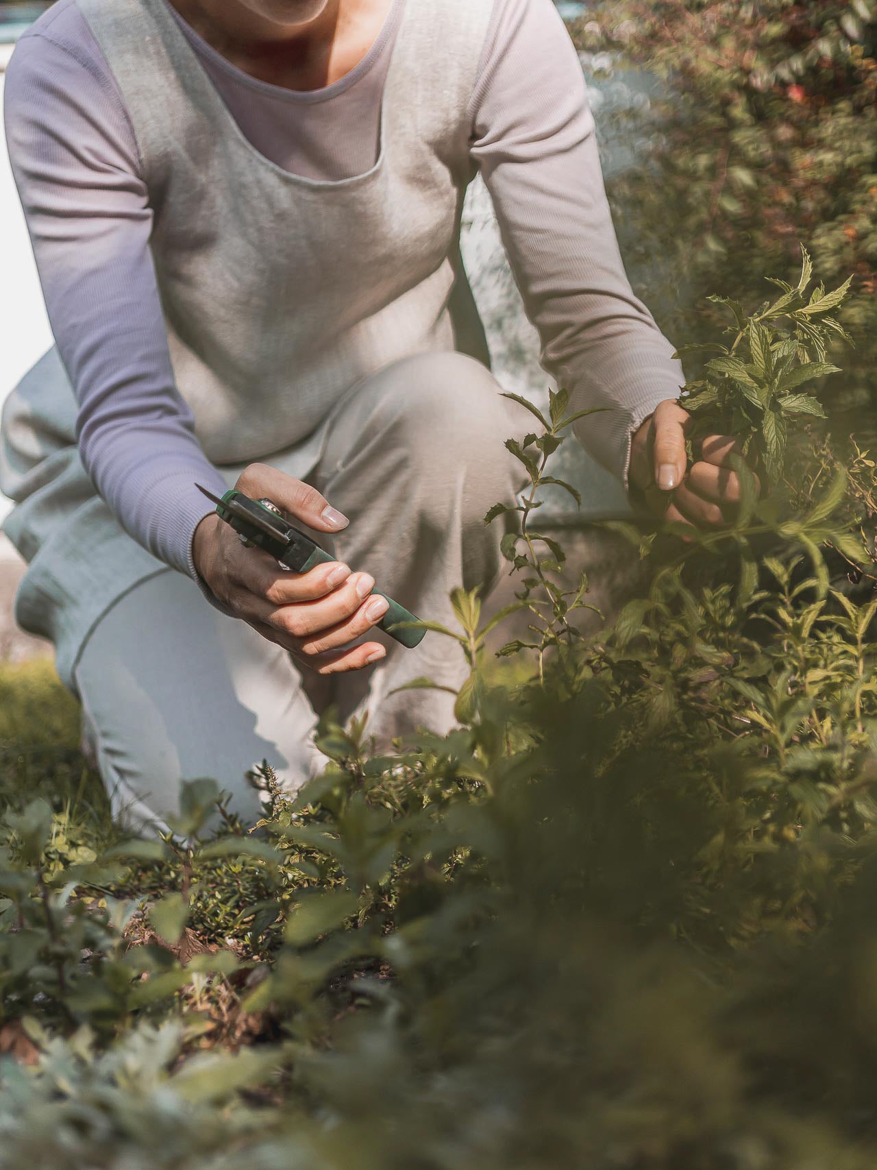 Woman gardening, cutting herbs in Linen Apron
